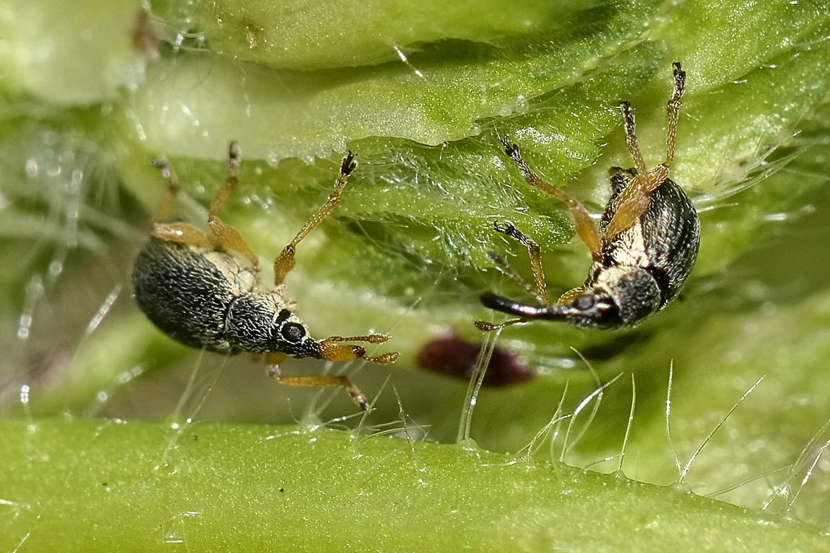 Pseudapion rufirostre - Apionidae